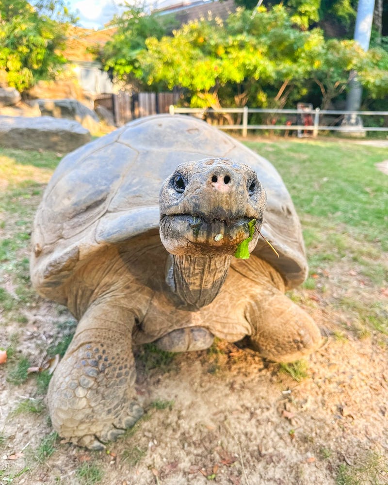 Mommy, a tortoise who became a first-time mom at 97. 