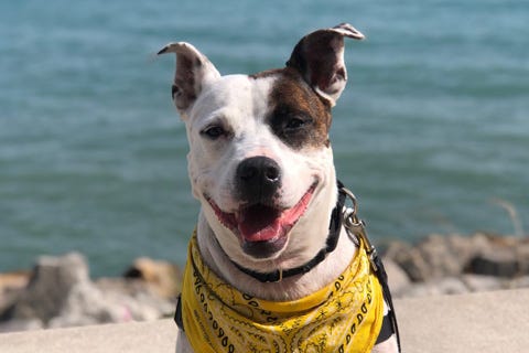 Finch is a 4-year-old American Blue Heeler mix. He weighs 63.5 pounds.