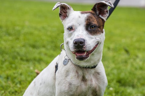 Finch is a 4-year-old American Blue Heeler mix. He weighs 63.5 pounds.