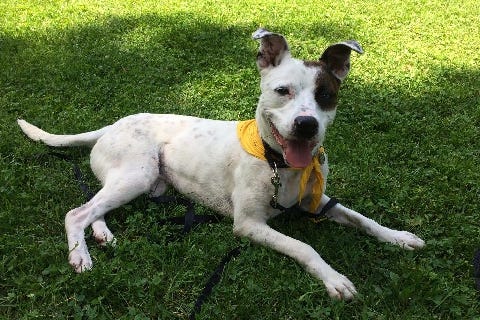 Finch is a 4-year-old American Blue Heeler mix. He weighs 63.5 pounds.