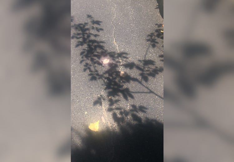 Scammers applied a thin coat of asphalt to the Greenlawn resident's driveway