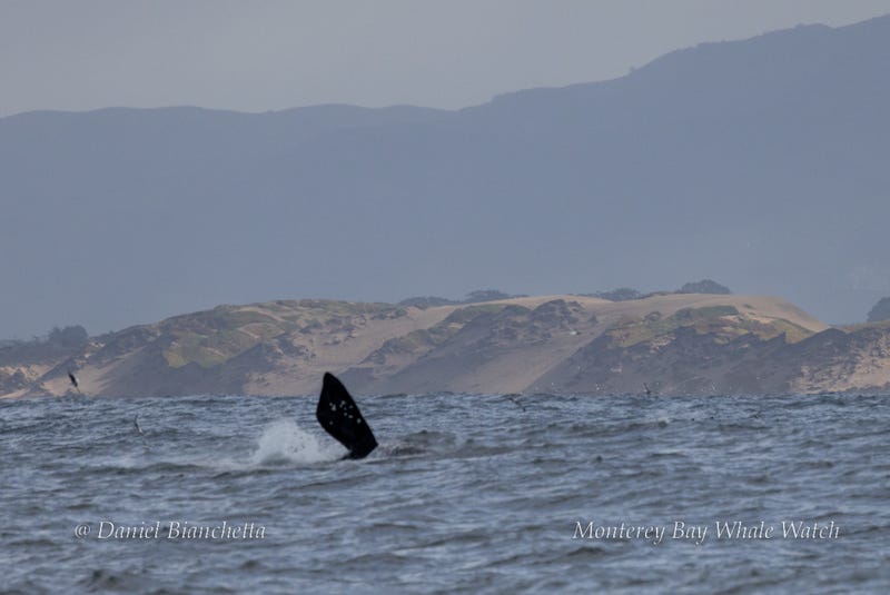 The whale got their attention with its acrobatic breach out of the water.