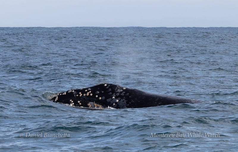 The whale hasn't been spotted in Monterey in 20 years.