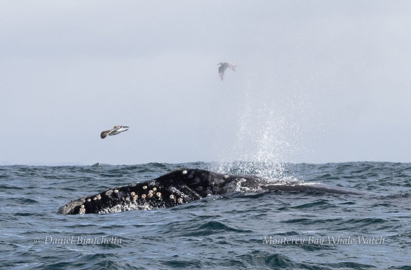 The whale first appeared to look like a humpback.