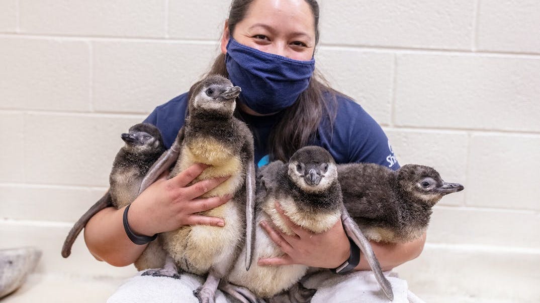Meet & Greet: Shedd Aquarium introduces 4 new penguin chicks [PHOTOS]