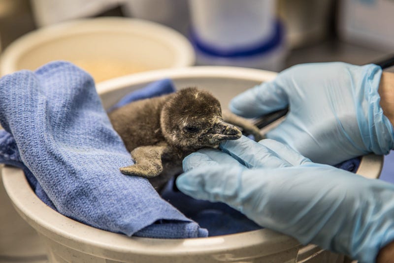 The African penguin colony at Lincoln Park Zoo’s Robert and Mayari Pritzker Penguin Cove recently grew by one! An endangered African penguin chick hatched November 26.