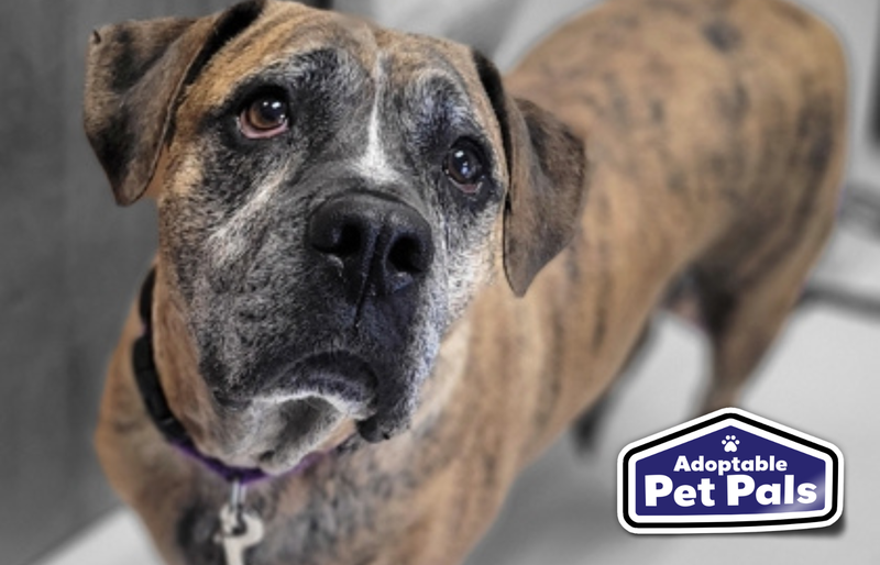 SPCA of Texas