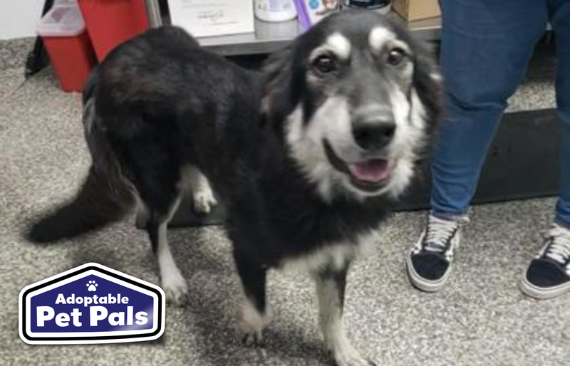 SPCA of Texas