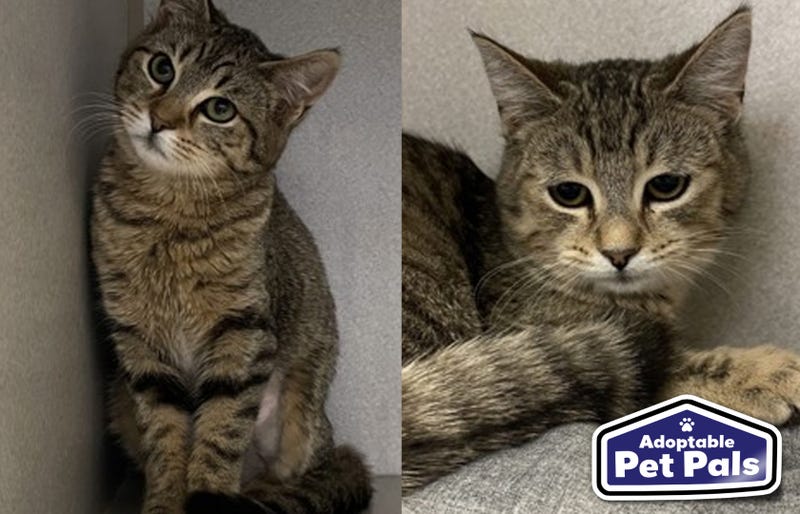 SPCA of Texas