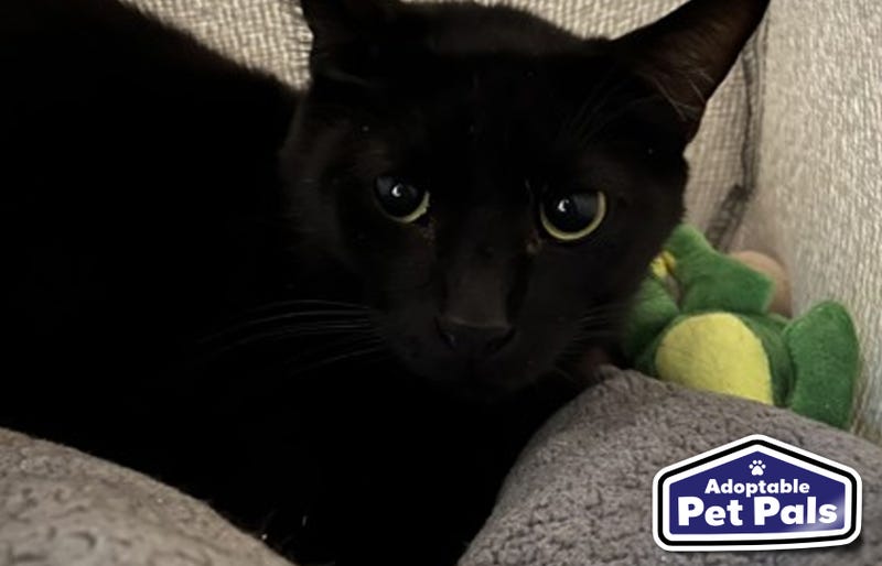 SPCA of Texas