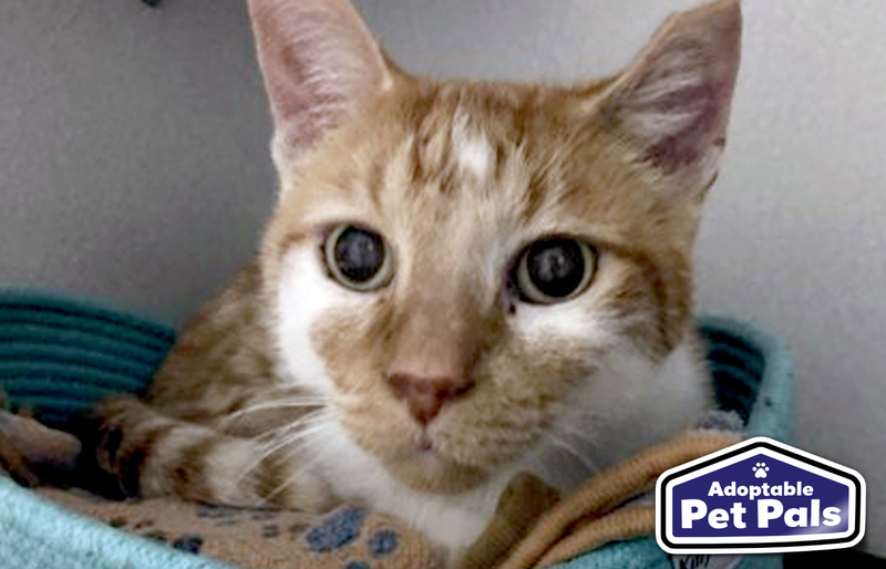 SPCA of Texas