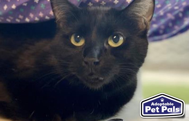 SPCA of Texas