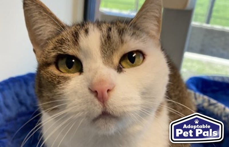 SPCA of Texas