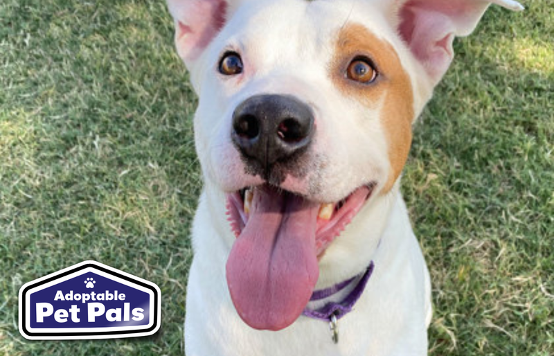 SPCA of Texas