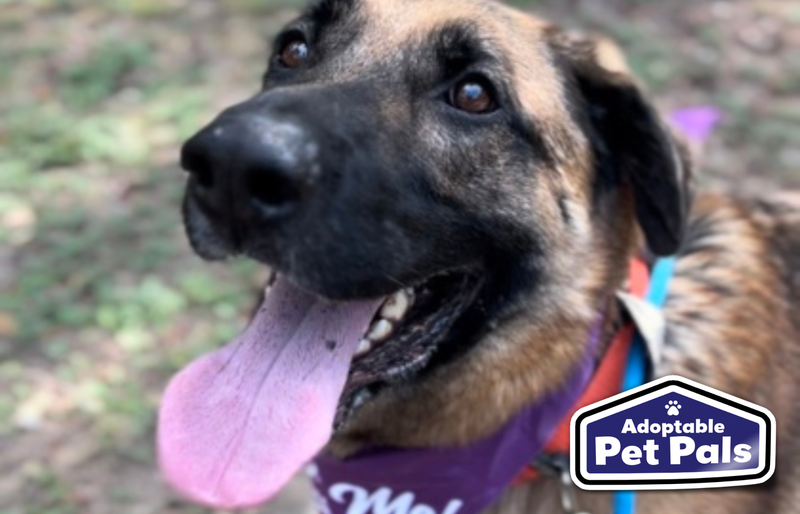 SPCA of Texas