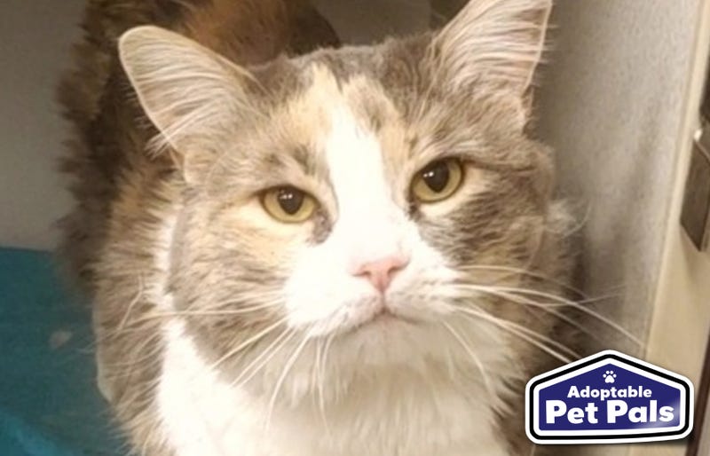 SPCA of Texas