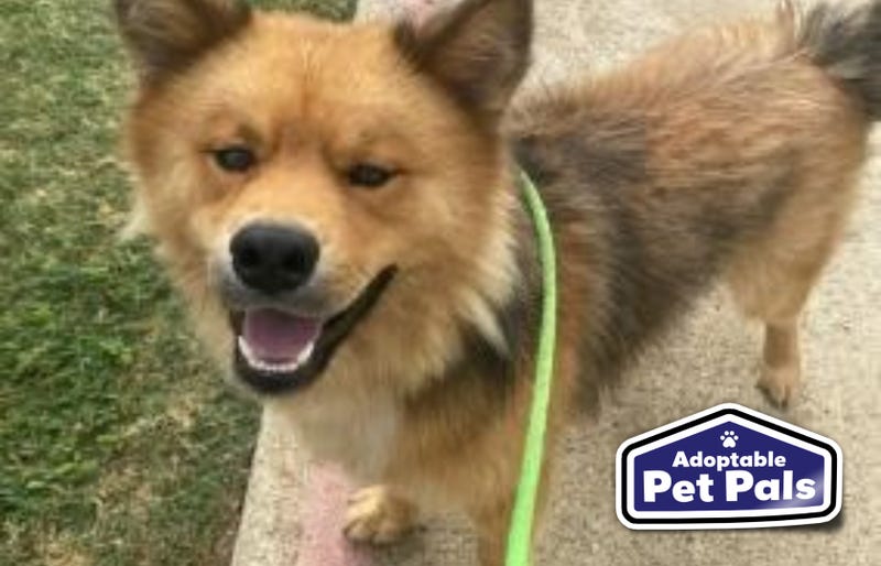 SPCA of Texas