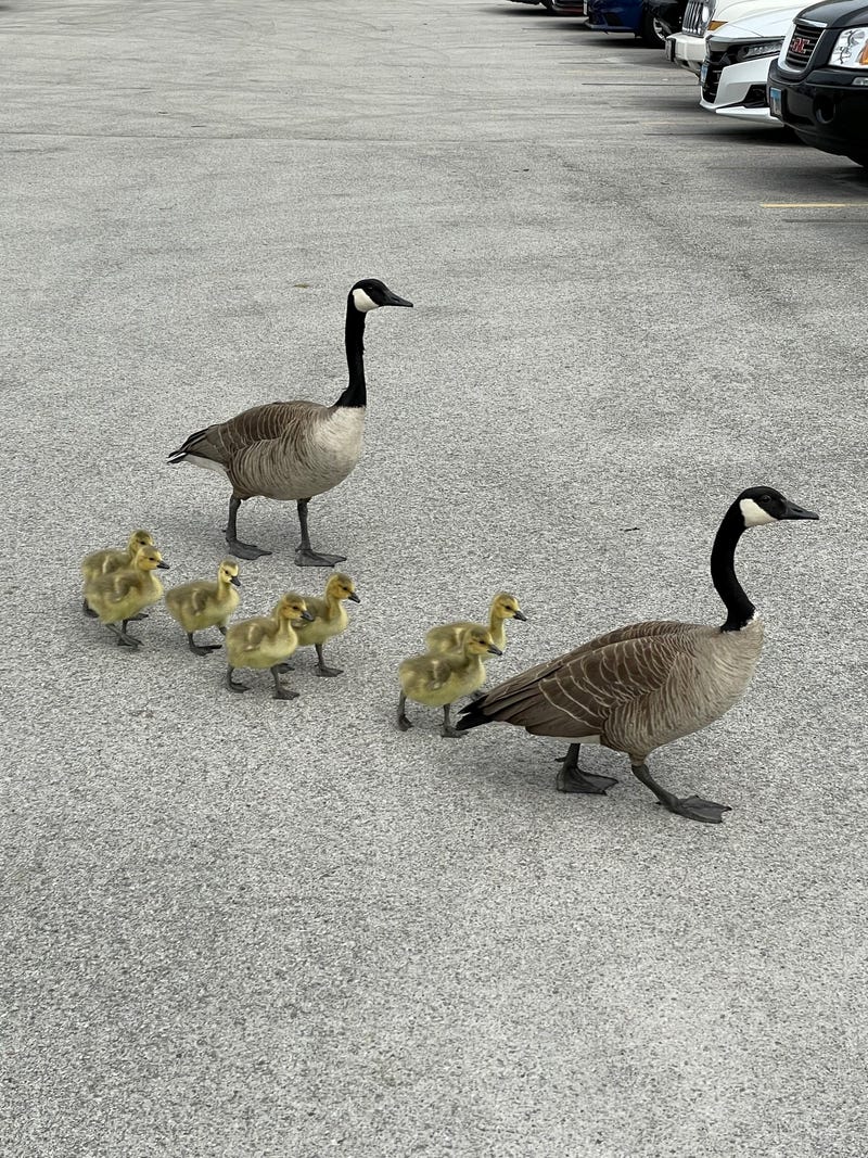 geese
