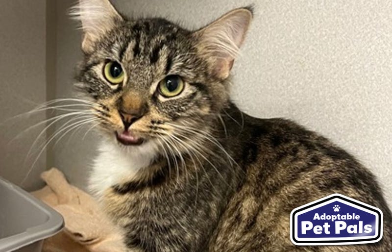SPCA of Texas