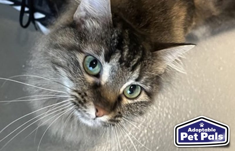 SPCA of Texas