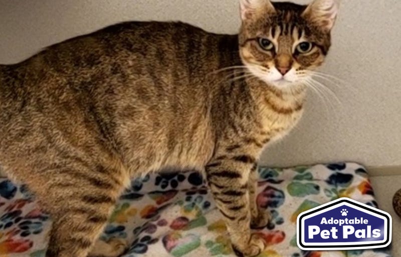 SPCA of Texas
