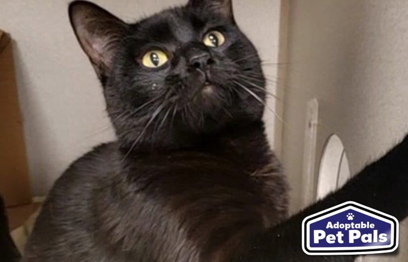 SPCA of Texas