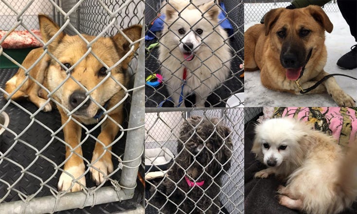 Dogs rescued from meat trade in South Korea