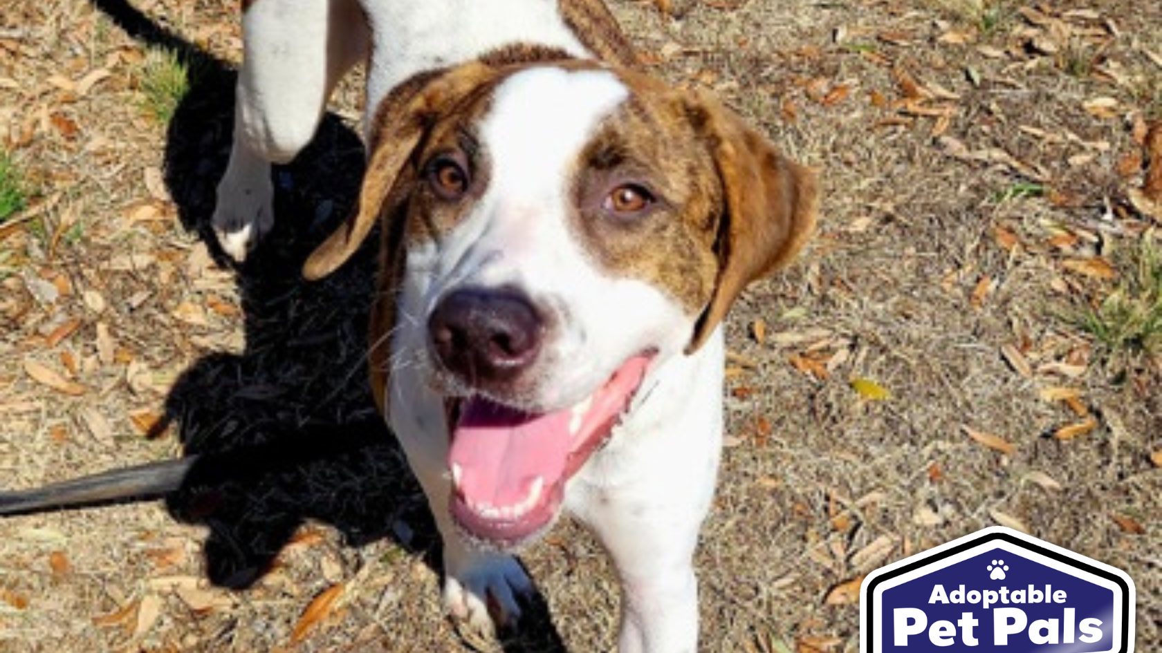 Adoptable Pet Pals: Meet Ken!