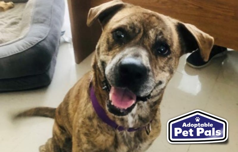 SPCA of Texas