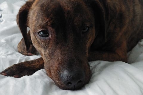 Chestnut is a 4-year-old, male Labrador Retriever mix. He weighs 58.6 pounds.