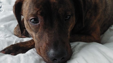 Pet of the Week: Chestnut