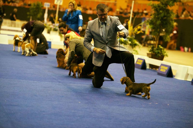 Golden Gate Kennel Club dog show photo from Jan. 27, 2019. 