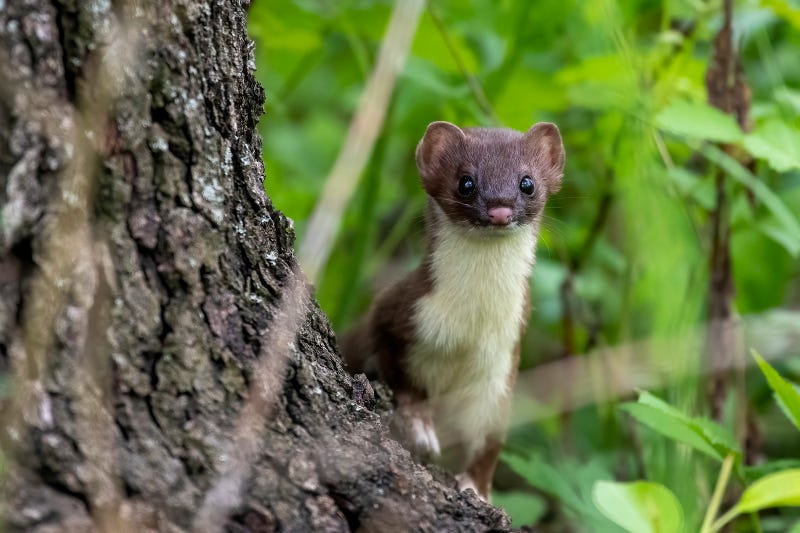 Romeoville man’s weasel photo wins top prize in contest