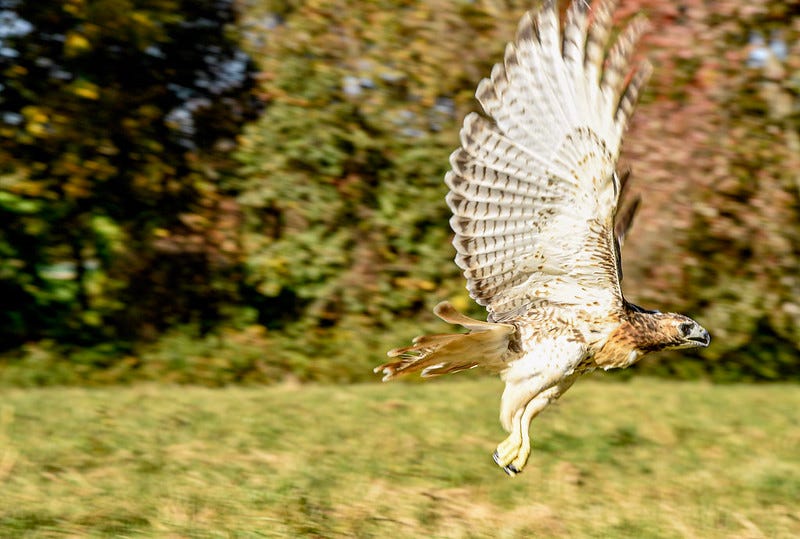 Hawk rescued
