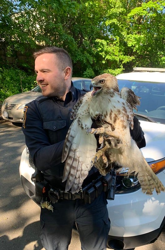 hawk rescued