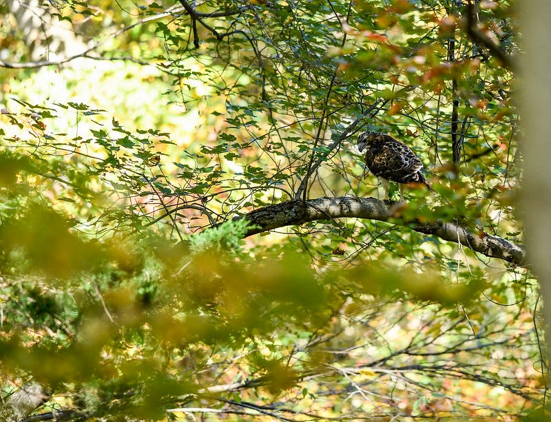 Hawk rescued