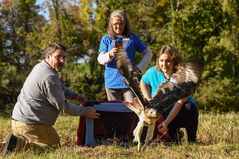Hawk rescued