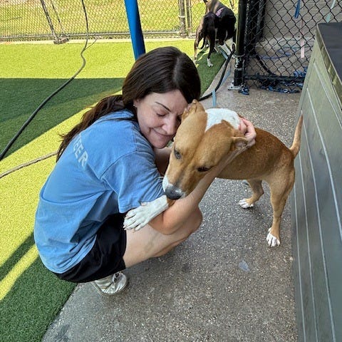 Dallas Animal Services is temporarily scaling back its intake of stray dogs after confirming several cases of canine distemper at the city shelter.