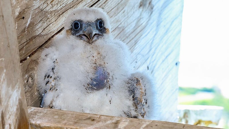 PICS & VIDEO: Peregrine falcon chick hatched atop NYC bridge