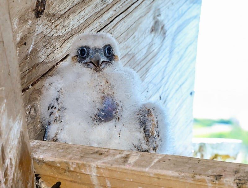 Peregrine falcon chick