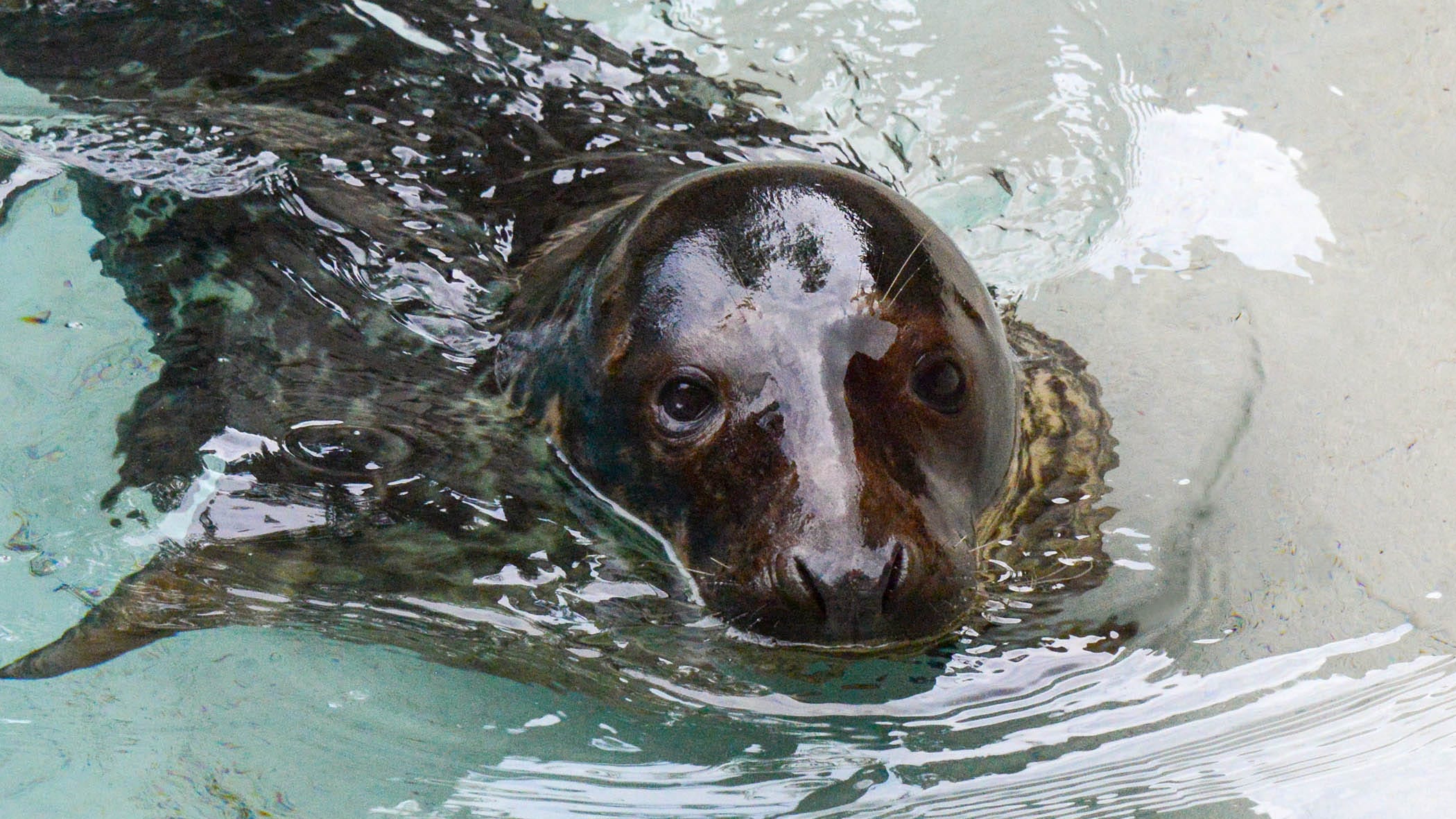 Fisher, a seal pup from Lincoln Park Zoo, moves across Chicago to Brookfield Zoo