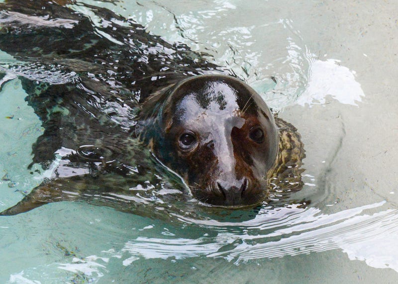 Brookfield Zoo seal Fisher
