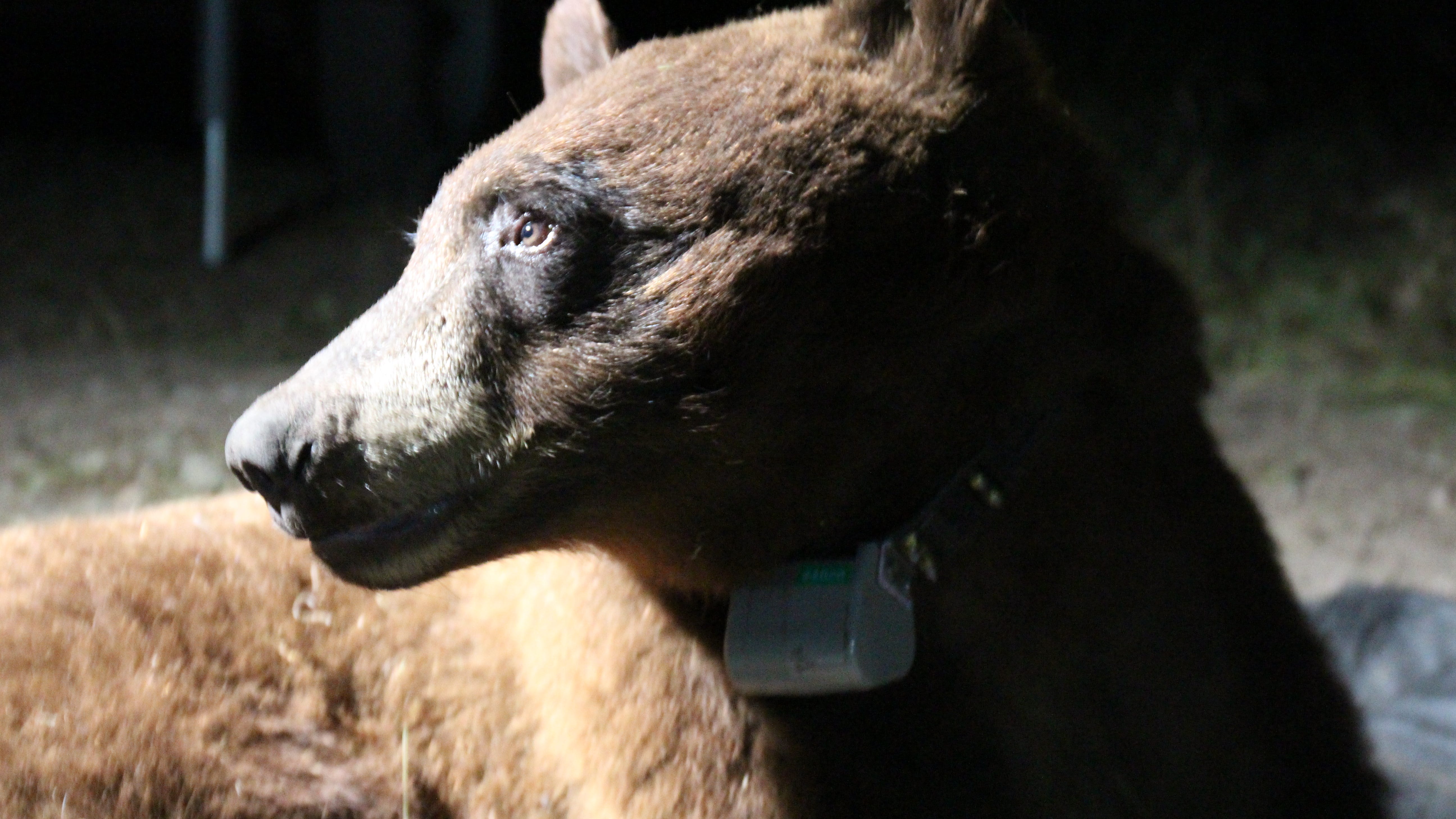 Black bear captured and collared in Santa Monica Mountains