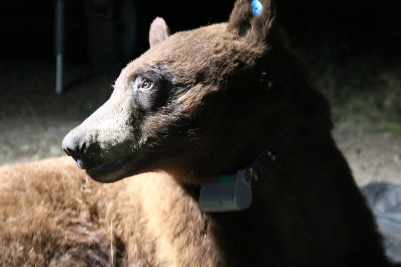 black bear with tracking collar