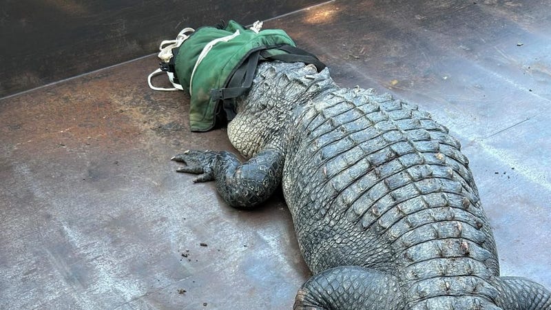 A surprise visitor stirred up some excitement at Eagle Mountain Lake this week - a 10-foot, nearly 300-pound alligator was spotted and safely captured by wildlife crews.