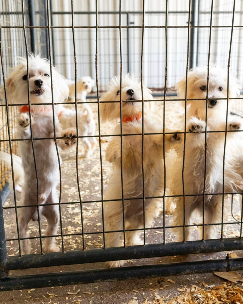 The Humane Society of North Texas is urgently seeking foster homes after rescuing between 50 and 60 Maltese dogs from a serious animal cruelty case.