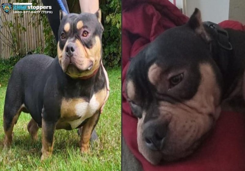Roc the American Bully was missing for days before his return