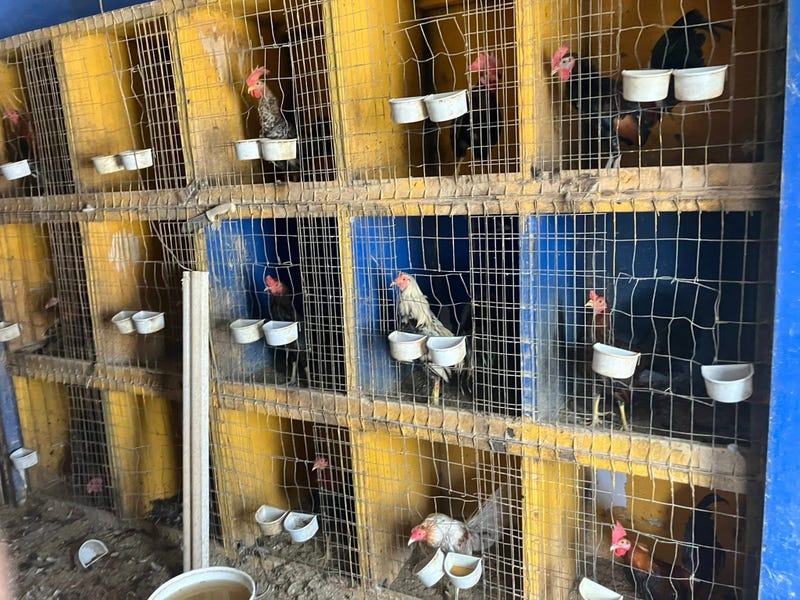 45 roosters rescued from suspected cockfighting ring in Kensington