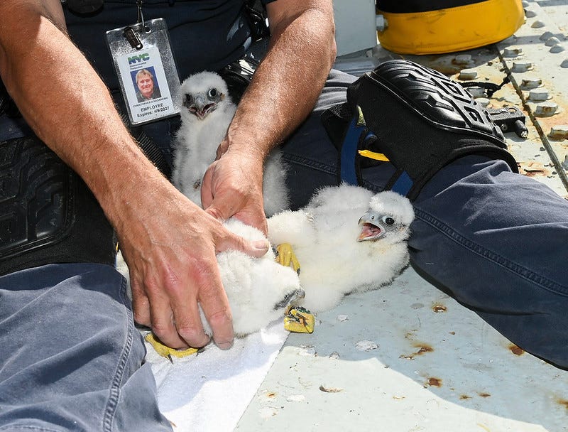 NYC Department of Environmental Protection Research Scientist Christopher Nadareski checks on three newly hatched peregrine falcon chicks in their nest atop the Brooklyn tower of the Verrazzano-Narrows Bridge on Friday, May 24, 2024.