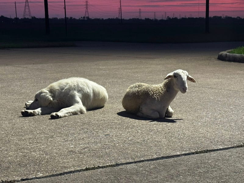 The Brazoria County Sheriff’s Office is trying to solve a curious case after a sheep and a dog turned up unannounced at one of its facilities in Angleton.